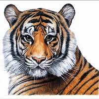 250m 3.5b tiger global